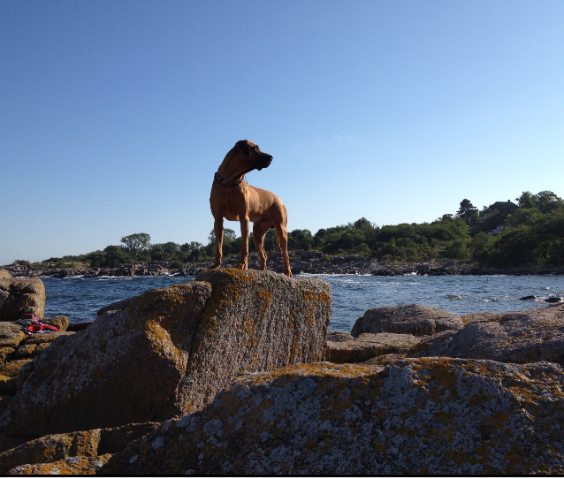 Rhodesian Ridgeback Gaius Champion